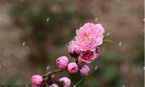 阳春三月 桃花_阳春三月桃花庵打一生肖