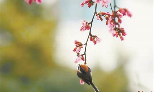 冬去山明水秀春来鸟语花香的意思是什么_冬去山明水秀春来鸟语花香的横批